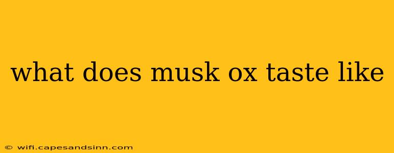 what does musk ox taste like