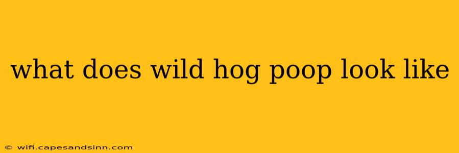 what does wild hog poop look like