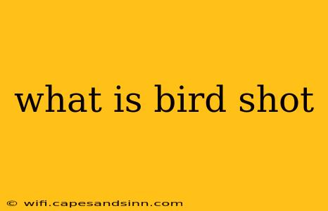 what is bird shot