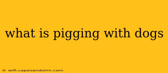 what is pigging with dogs