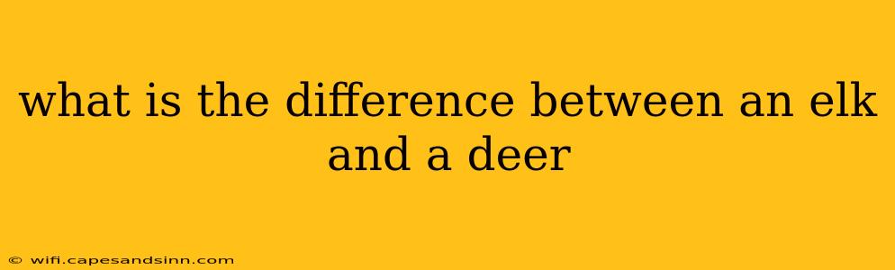 what is the difference between an elk and a deer