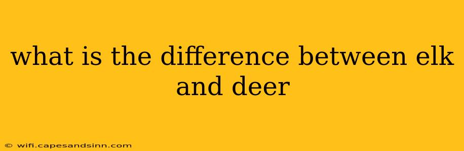 what is the difference between elk and deer