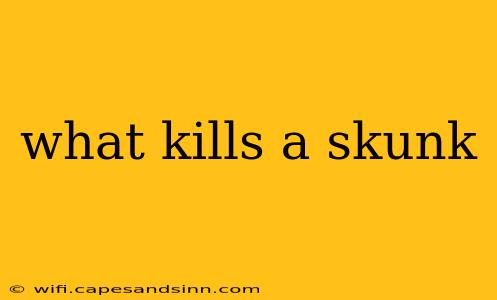 what kills a skunk