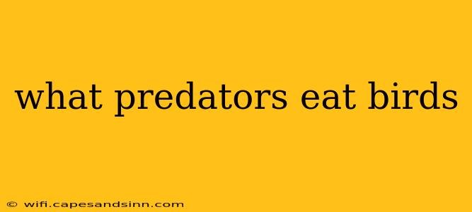 what predators eat birds