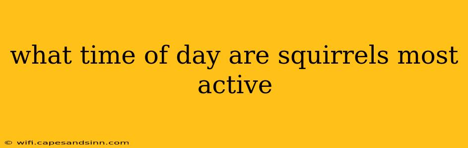 what time of day are squirrels most active