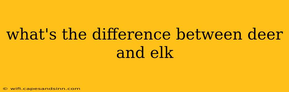 what's the difference between deer and elk