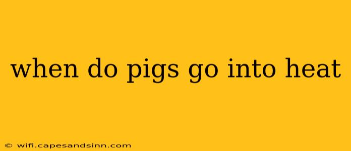 when do pigs go into heat