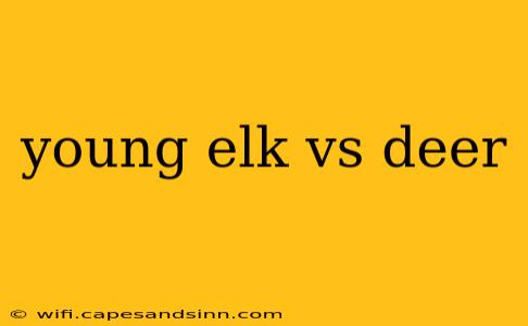 young elk vs deer